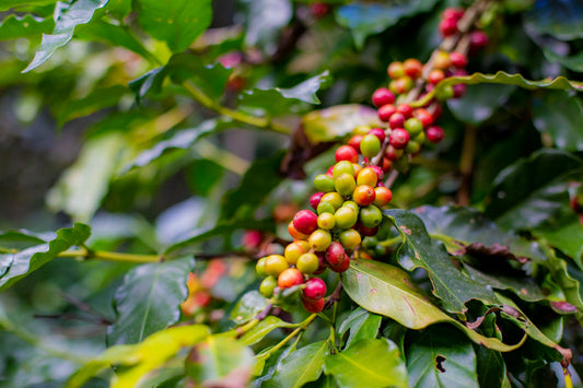 Honduras - Cafe - Formato 250 Gramos - Icatu- Lavado - Strictly High Grown-European