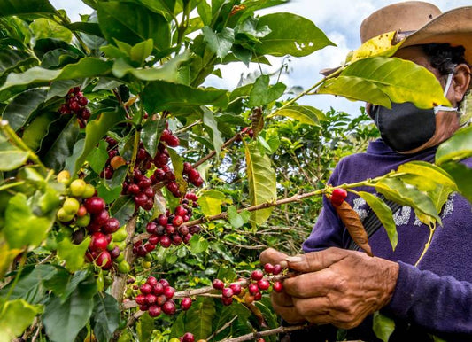 Importación de café hacia Chile