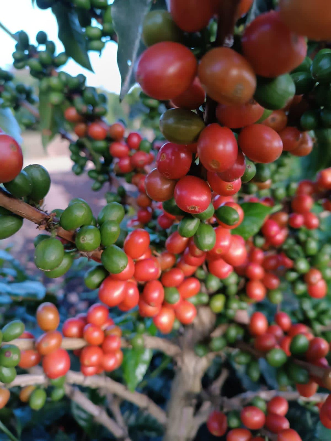 El Verdadero Valor del Café de Especialidad