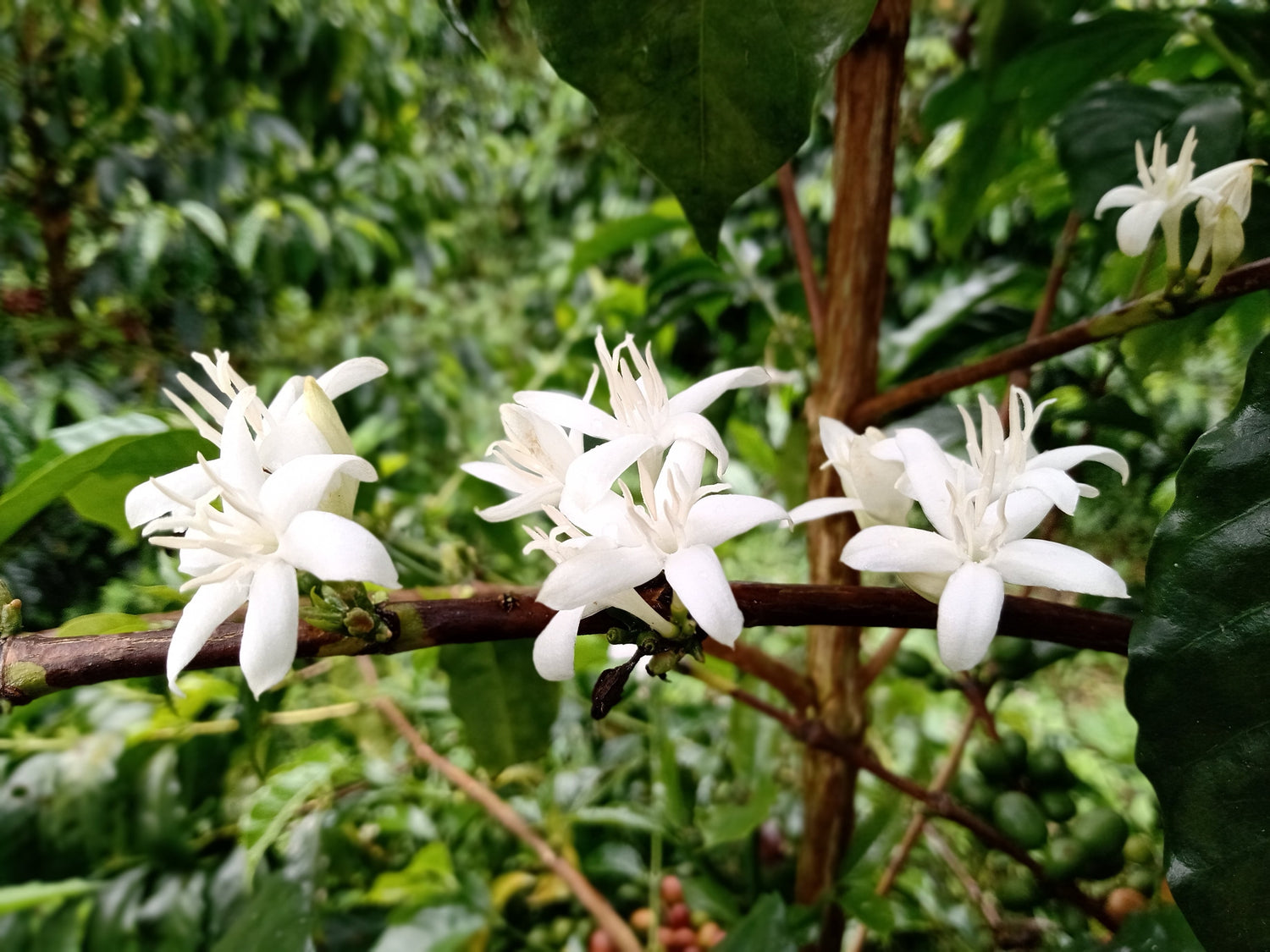 Café de Ecuador