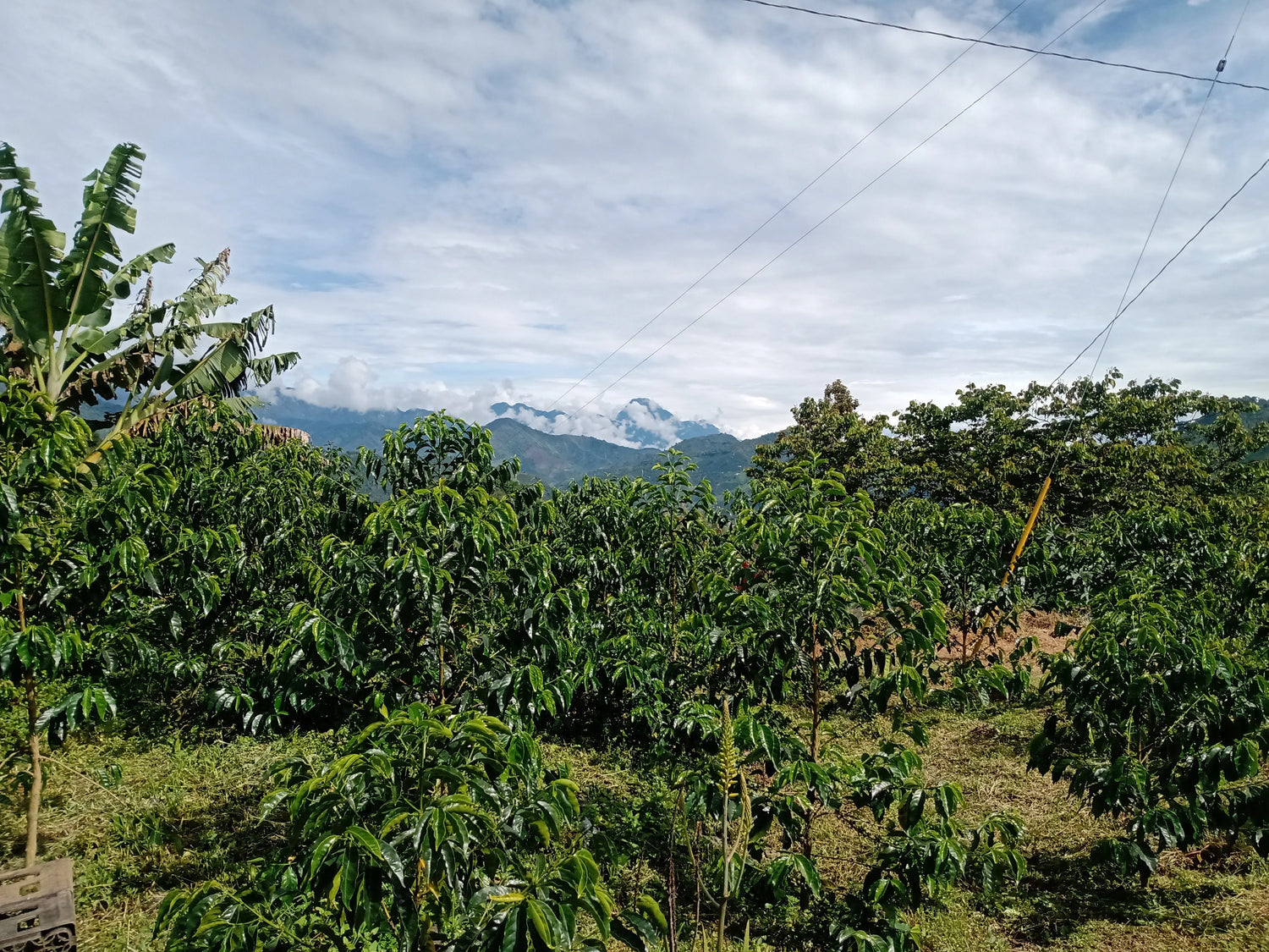 Café de Costa Rica