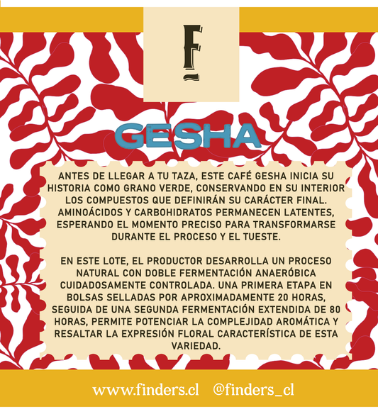 Perú · Cajamarca · Jaén - Variedad - Gesha - Finca: Montalvan - Altura: 1.850 msnm - Proceso: Natural 100 H